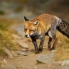 Liska obecna - Vulpes vulpes - Red Fox 2203